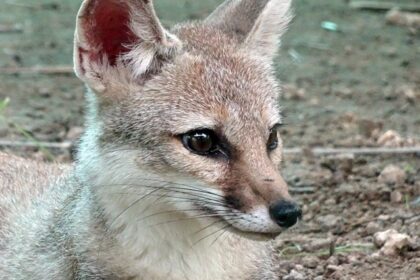 A Bengal Fox in Mukundra Hills National Park, showcasing the park's diverse and rich wildlife.