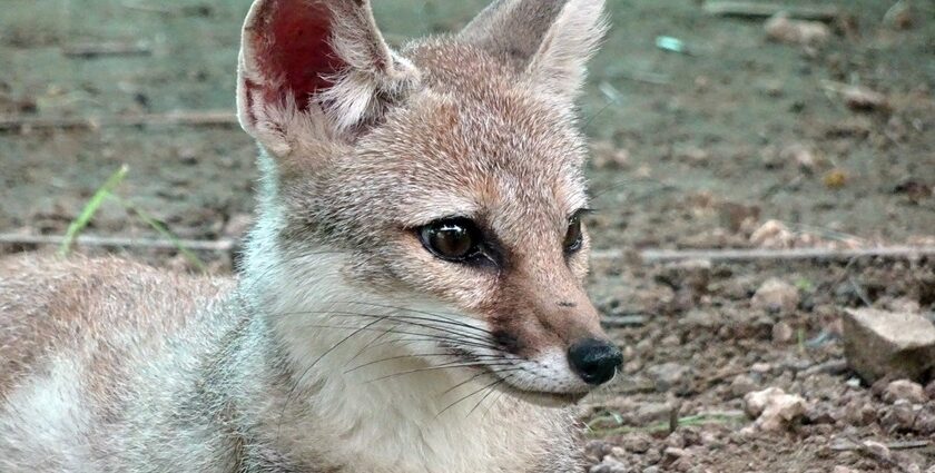 A Bengal Fox in Mukundra Hills National Park, showcasing the park's diverse and rich wildlife.