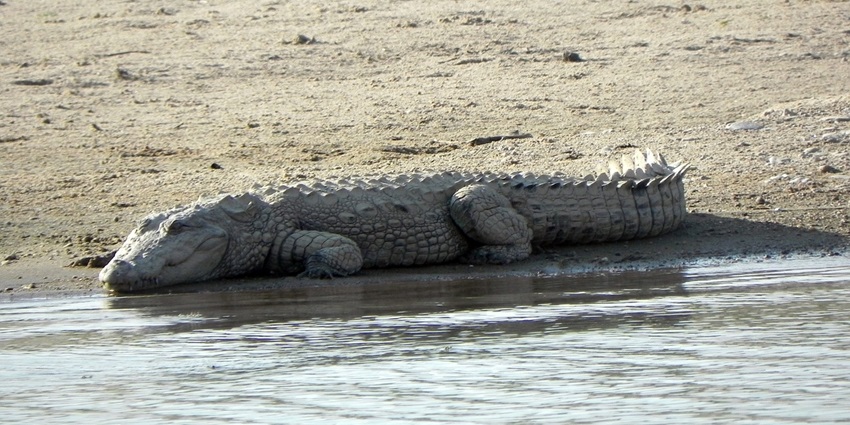 A Mugger Crocodile resting in Mukundra Hills National Park, highlighting the park's unique reptile species.