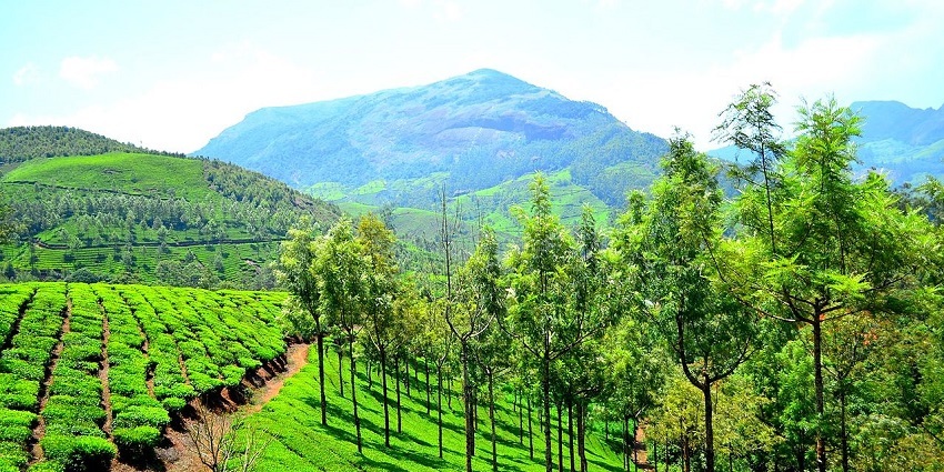 Munnar is popularly known as the ‘Queen of Hills’ due to its pristine and lavish beauty.