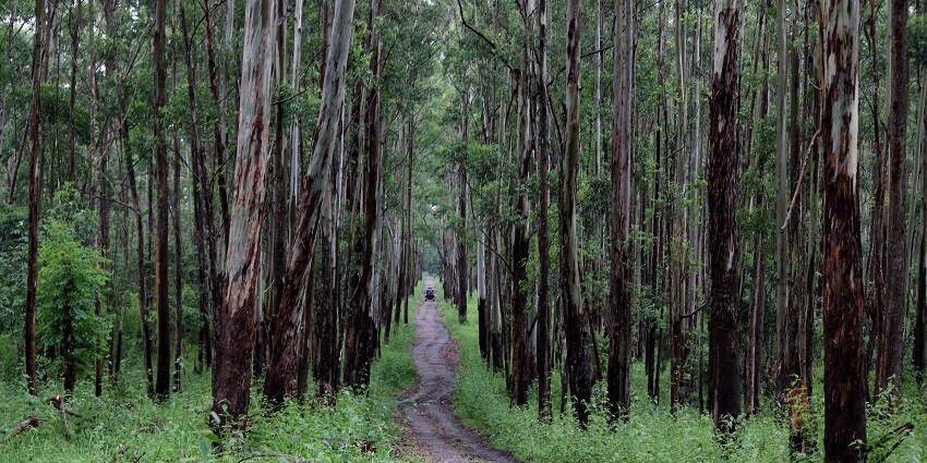 A wide angle of one of the most beautiful safaris at Muthanga wildlife reserve.