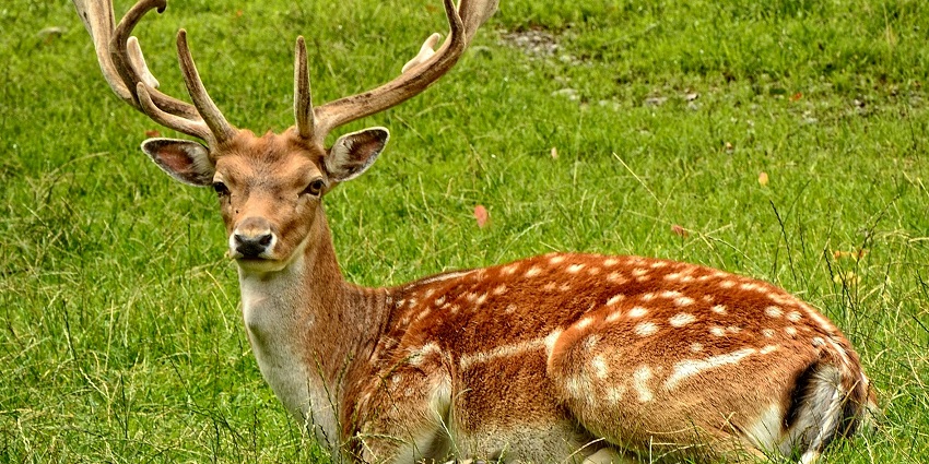 The Mysore Zoo in Karnataka features a variety of animals in their natural habitat.