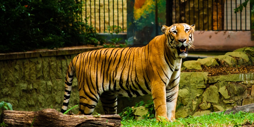 The Mysuru Zoo features a lot of vegetation and animal habitats and is near the Karanji Lake Nature Park
