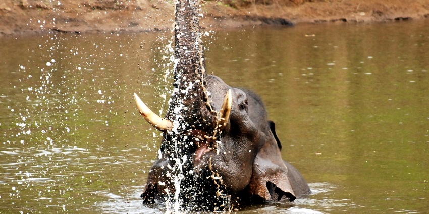 A majestic elephant releases a spray of water from its trunk.