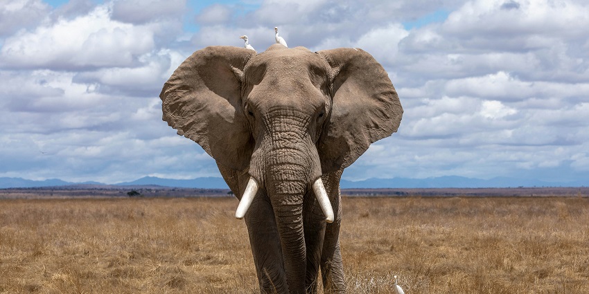Grab a chance to meet various animals including elephants at the Nagarhole National Park.