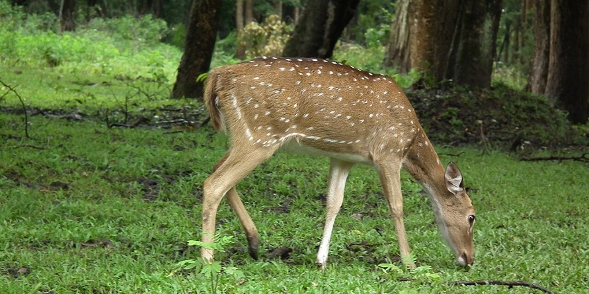 Nagarhole National Park is one of the prominent wildlife sanctuaries near Mysore.