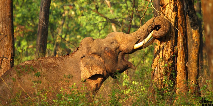 Image of an elephant can be seen in the Nagarhole National Park - places to visit nearby