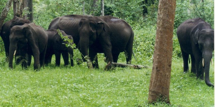 Nagarhole National Park, home to Asiatic elephants, is near Talakaveri Wildlife Sanctuary.