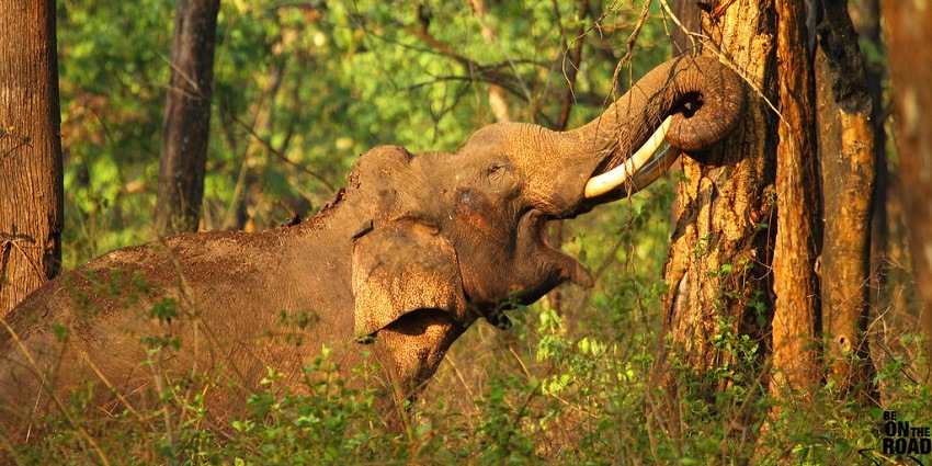 Elephants can be seen in the Nagarhole National Park near Bangalore.