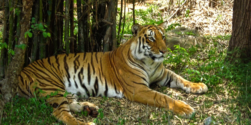 A tiger at the Nagarhole National Park, one of the places near the Coorg Wildlife Sanctuary