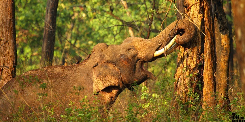 An elephant standing by the water in Kabini, Nagarhole National Park, Karnataka, India.