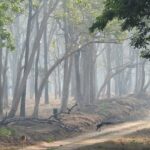 View of the dense forest on a cool and misty morning at the Nagarhole National Park.