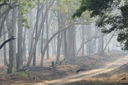 View of the dense forest on a cool and misty morning at the Nagarhole National Park.