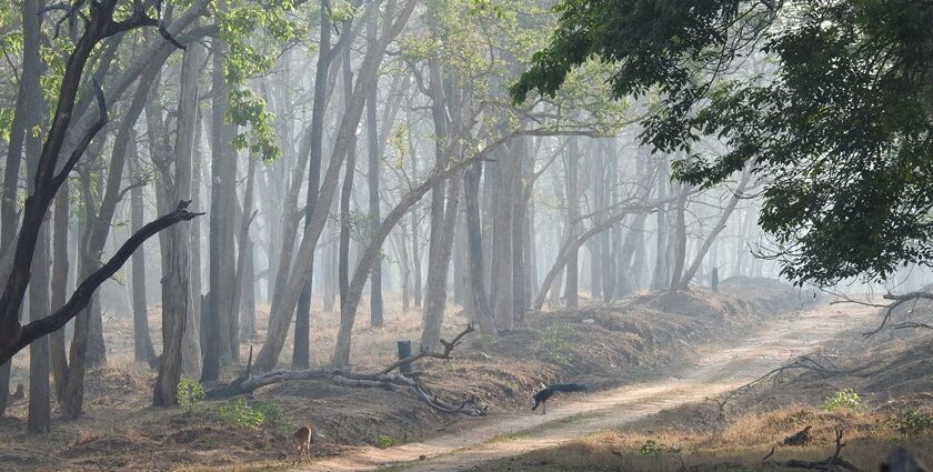 View of the dense forest on a cool and misty morning at the Nagarhole National Park.