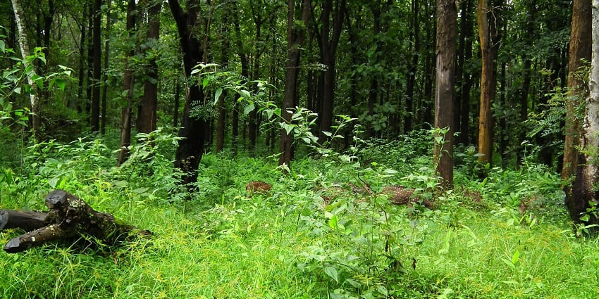 A scenic view of Nagarhole National Park in Karnataka, an essential location near Bandipur Night Safari.