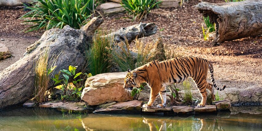 Distant view of a tiger wandering the lush landscapes of the Reserve, a sight worth capturing