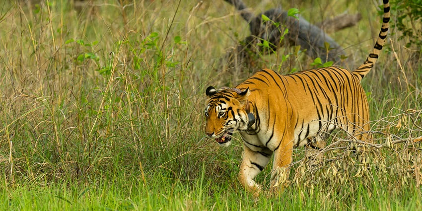 Inside Nagarjunsagar-Srisailam Tiger Reserve, one of the places to visit in Kurnool for wildlife enthusiasts