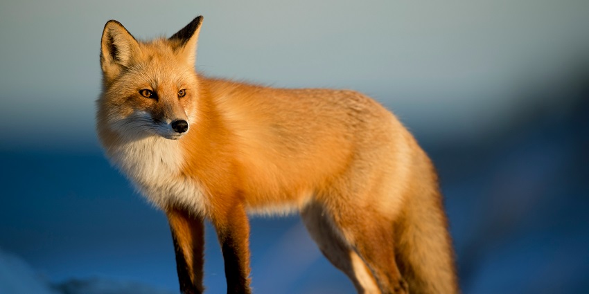 Nagi Dam and Nakti Dam Wildlife Sanctuaries are small sanctuaries and close to each other.