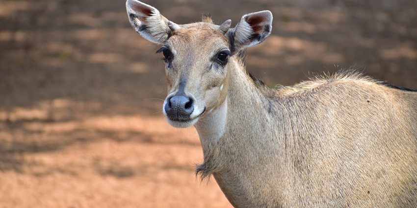 Snapshot from the Nahar Wildlife Sanctuary which is home to some of the rare deer species