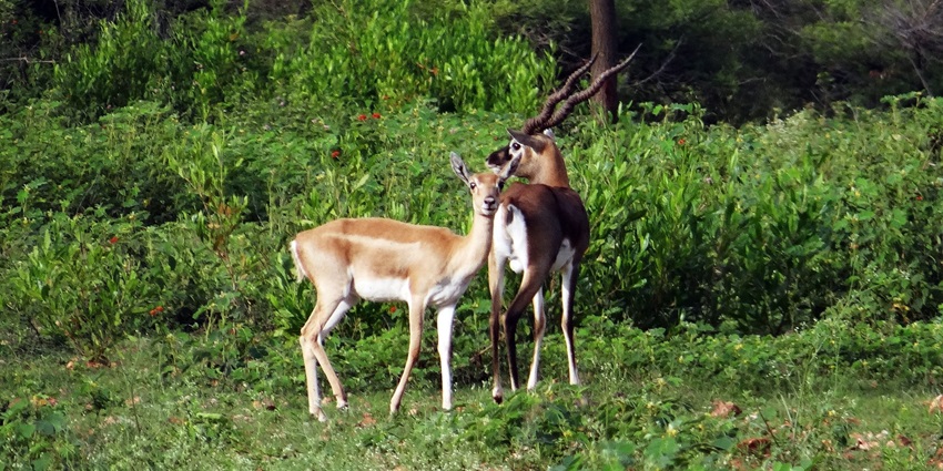 Image of blackbuck animal antelope - one of the best wildlife sanctuaries in haryana