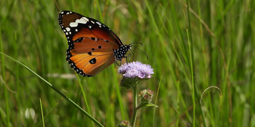 The image shows a Plain Tiger butterfly at Nahargarh Biological Park perched on a plant