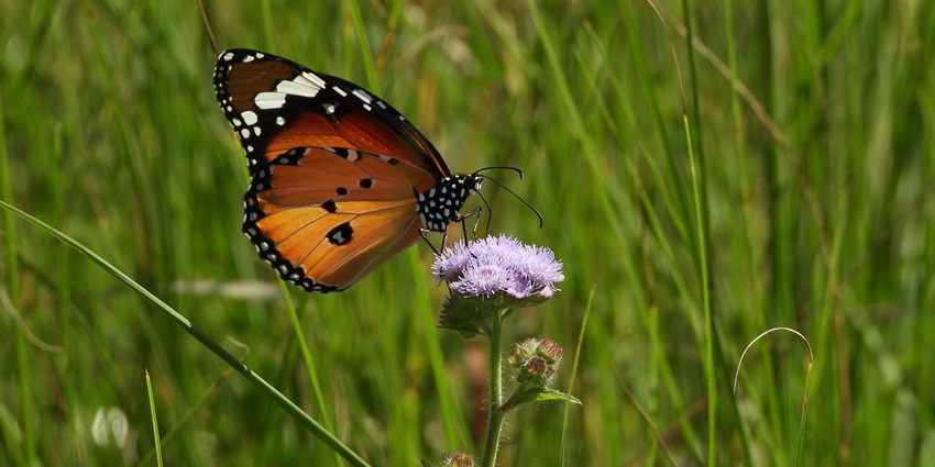A beautiful butterfly spotted at the famous Nahargarh Biological Park in Rajasthan.