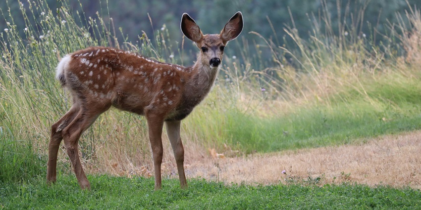An image showing a graceful doe standing in a natural setting in Nahargarh Biological Park.