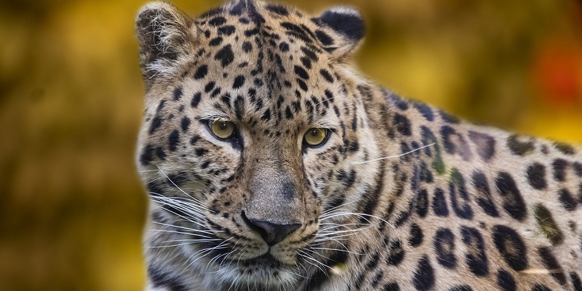 An image of the wildlife at Nahargarh Biological Park, one of the national parks near Jaipur.