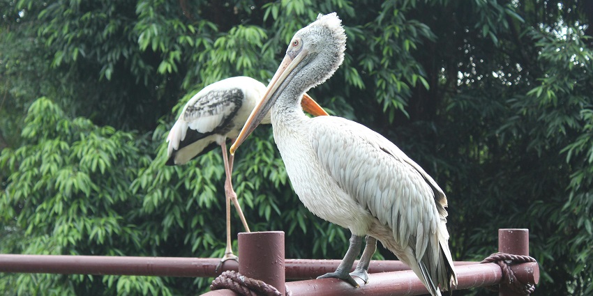 Explore the Nahargarh Biological Park, one of the top national parks near Jaipur.