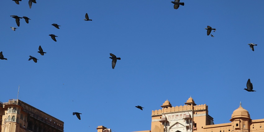 A breathtaking view of birds flying over the splendid Nahargarh Fort in Rajasthan.
