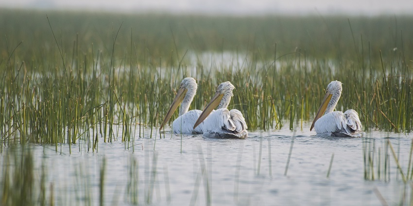 Nal Sarovar Bird Sanctuary is one of the best places near Ahmedabad for weekend trips.