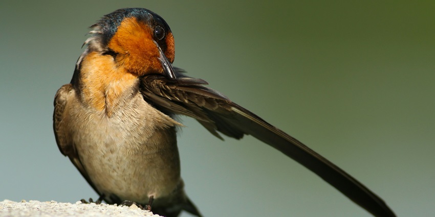 A bird at Nal Sarovar Bird Sanctuary, a serene hotspot near Thol Lake Wildlife Sanctuary.