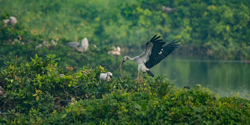 Clear snapshot of a crane sitting on the lush green plants in the beautiful Nal Sarovar Bird Sanctuary