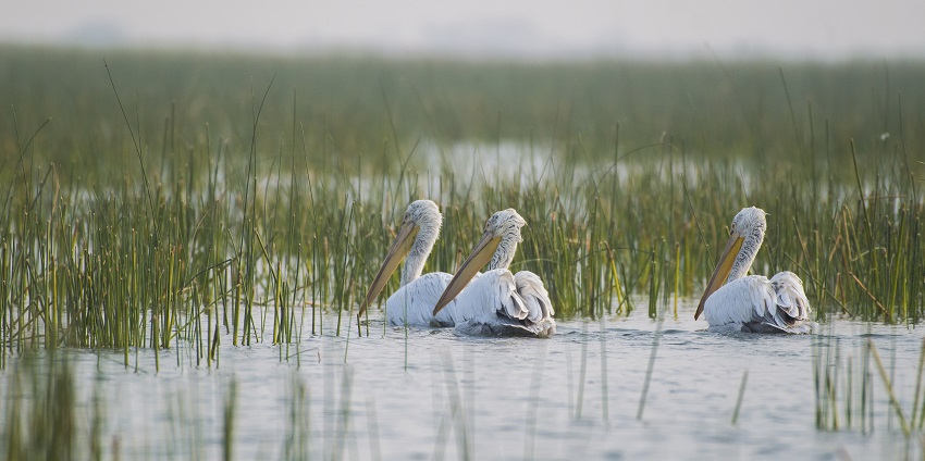 An image taken early morning at the Nal Sarovar Bird Sanctuary in Gujarat.
