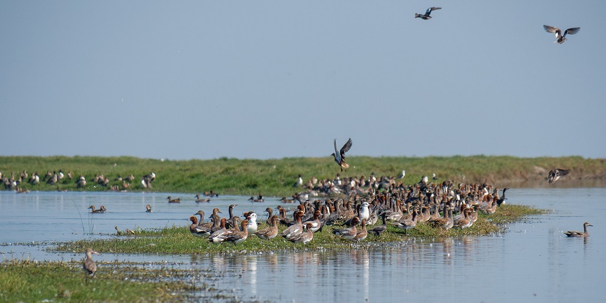 An image of wigeons, gadwalls and black-tailed godwit found in Nalabana Bird Sanctuary.