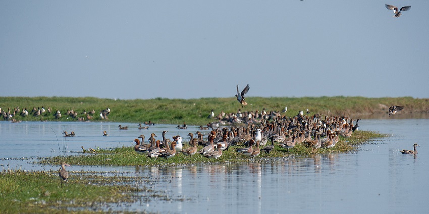 A view of birds sitting and flying around a water body in Nalabana Bird Sanctuary.