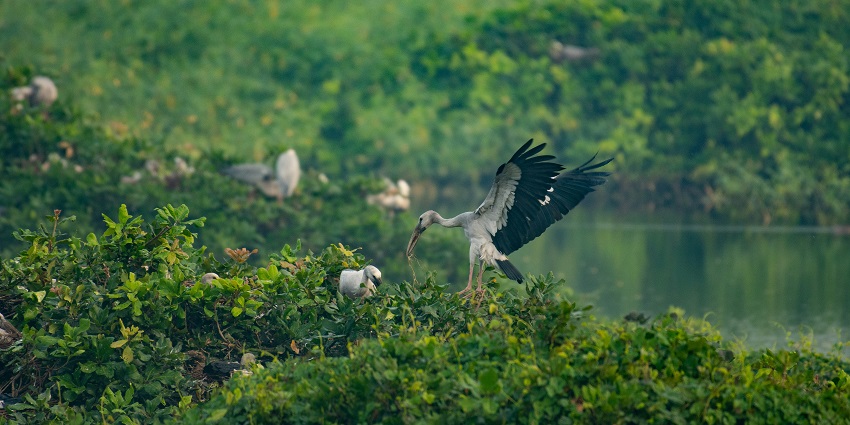 Large bird flying over a lush green forest with dense canopy and dappled sunlight