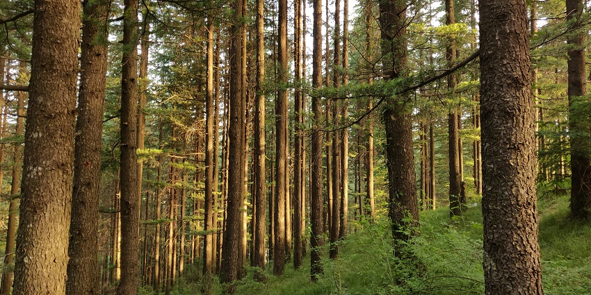 Image of a dense forest filled with lots of tall trees in Naldehra - hill stations near Chandigarh