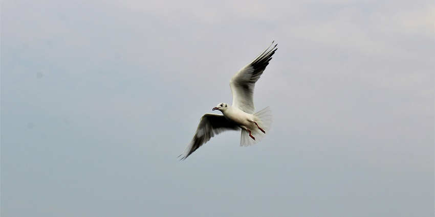 Nalsarovar Bird Sanctuary is one of the best tourist destinations for every traveller.