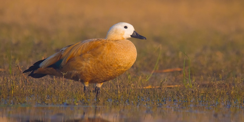 Image of a Ruddy Shelduck on a green grass field and water at Nalsarovar Bird Sanctuary