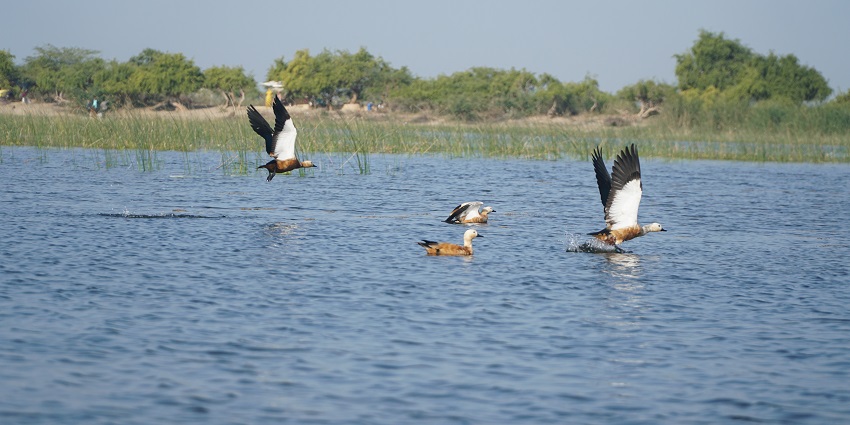 Nalsarovar Bird Sanctuary is one of the most popular sanctuaries in the state of Gujarat