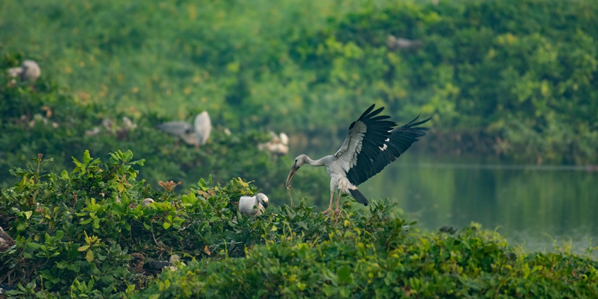 Image of a bird sanctuary a large bird flying over lush green tree