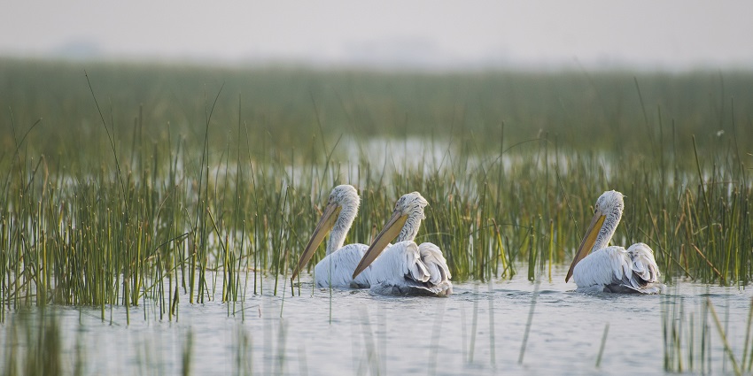 Group of birds floating in the water offering a sight worth capturing