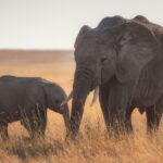 A glimpse of an adorable elephant duo spotted at the sprawling golden lands of Odisha.