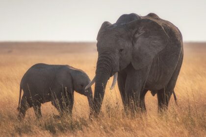 A glimpse of an adorable elephant duo spotted at the sprawling golden lands of Odisha.