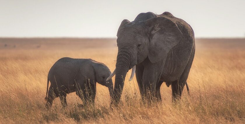 A glimpse of an adorable elephant duo spotted at the sprawling golden lands of Odisha.