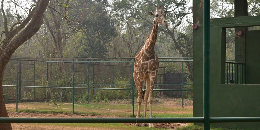 Nandankanan Park is one of the best places to visit after paragliding in Odisha.