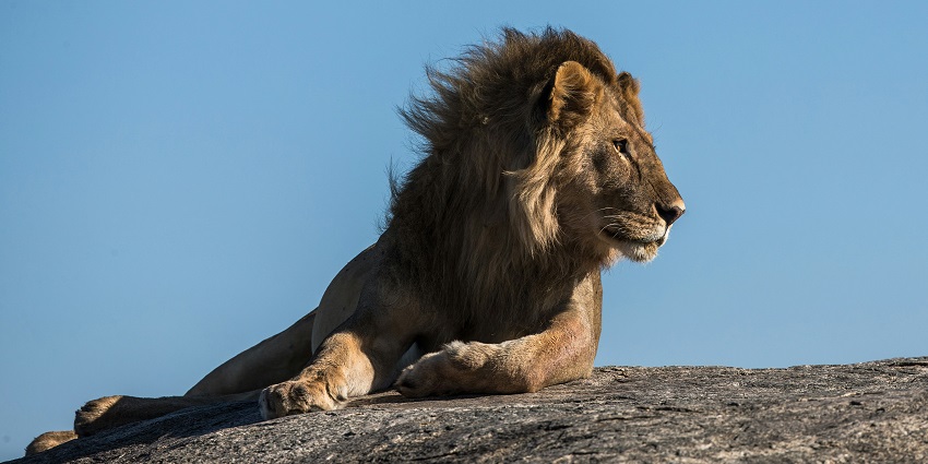 A lion spotted sitting at the giant rocks of Nandankanan, a famous tourist spot.