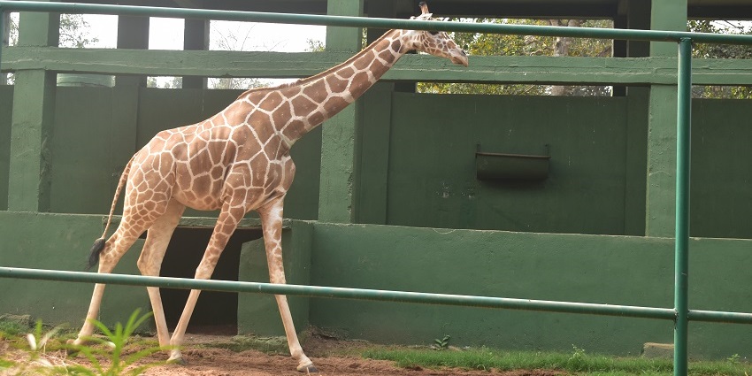 A giraffe resting in its natural enclosure at the Nandankanan Zoological Park