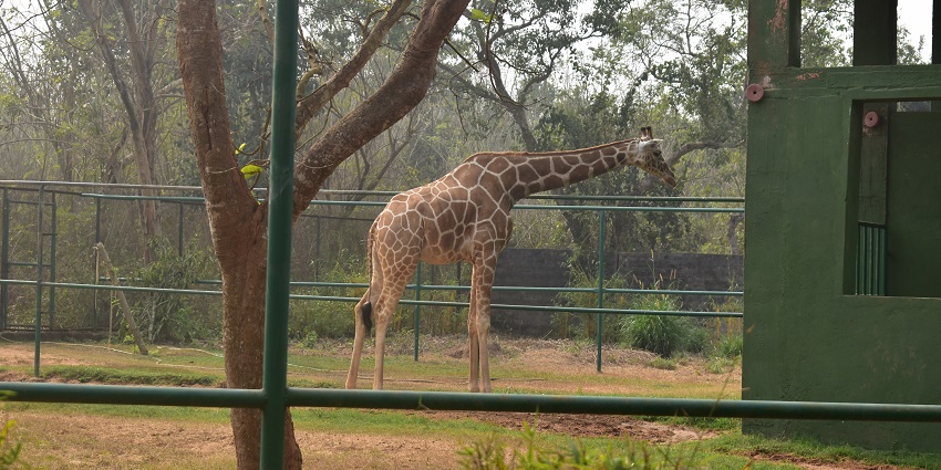 Giraffe standing gracefully in Nandankanan Zoological Park with its long neck